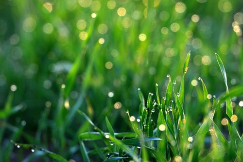 谷雨重养肝 戒燥戒热好入夏