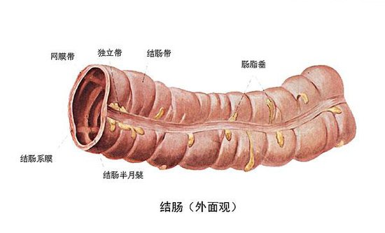 夏季"桑拿天"惹来结肠炎咋办