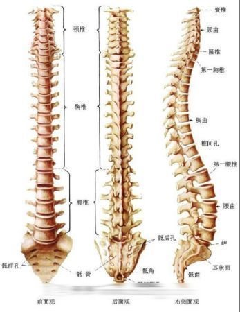 最没用的20个器官：男性也曾分泌乳汁 