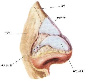 最没用的20个器官：男性也曾分泌乳汁 