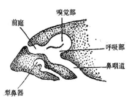 最没用的20个器官：男性也曾分泌乳汁 