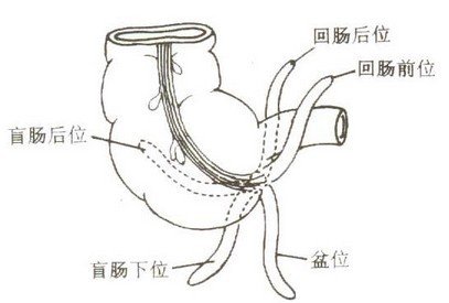 最没用的20个器官：男性也曾分泌乳汁 