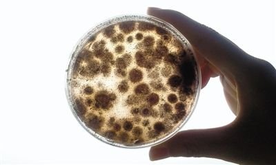 9成空调细菌超标 72小时吹霉米饭