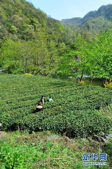 （经济）（3）“陇上江南”采茶忙