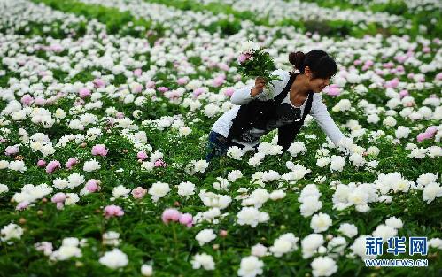 （经济）（2）四川中江：依托万亩芍药打造养生旅游经济