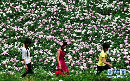 （经济）（1）四川中江：依托万亩芍药打造养生旅游经济