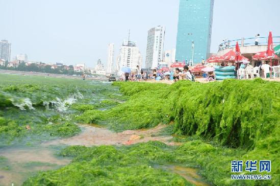 #（生态）（2）浒苔再袭青岛 浴场变“草原”