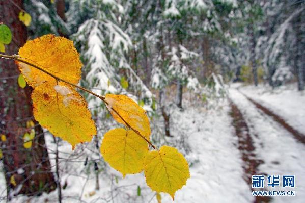 （国际）（2）白俄罗斯迎来今冬首场降雪 