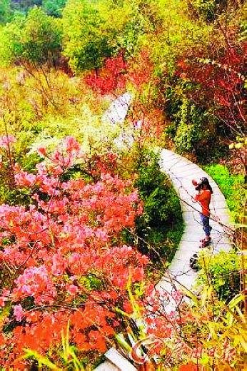 衡山杜鹃花