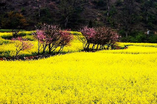 云南罗平油菜花