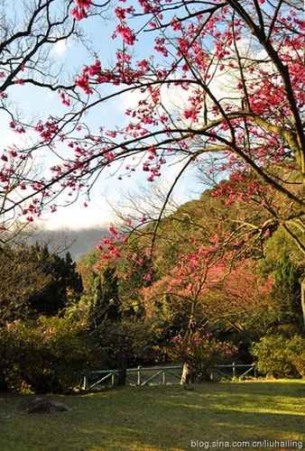 新浪旅游配图：台湾赏花好季节 摄影：影儿空间